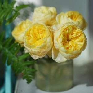Jeanne d’Arc Rose