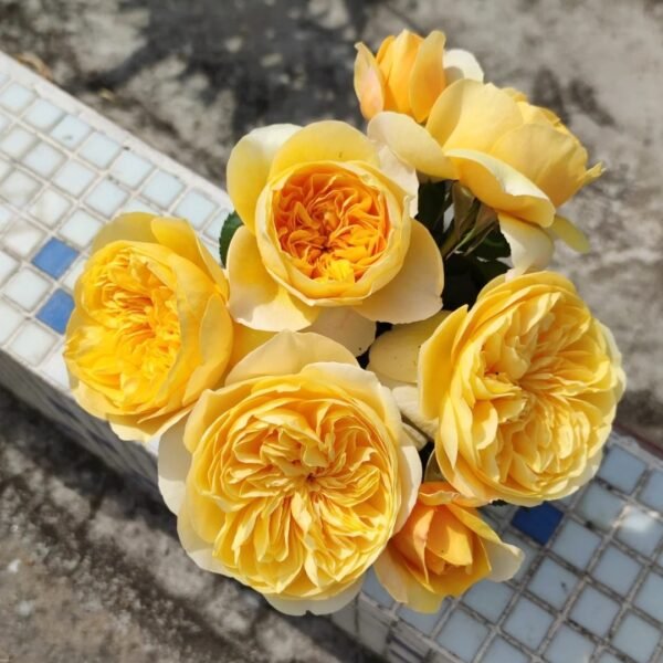 Jeanne d’Arc Rose