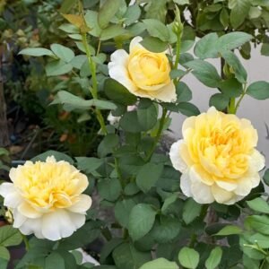 Jeanne d’Arc Rose