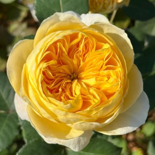Jeanne d’Arc Rose
