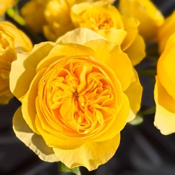 Jeanne d’Arc Rose