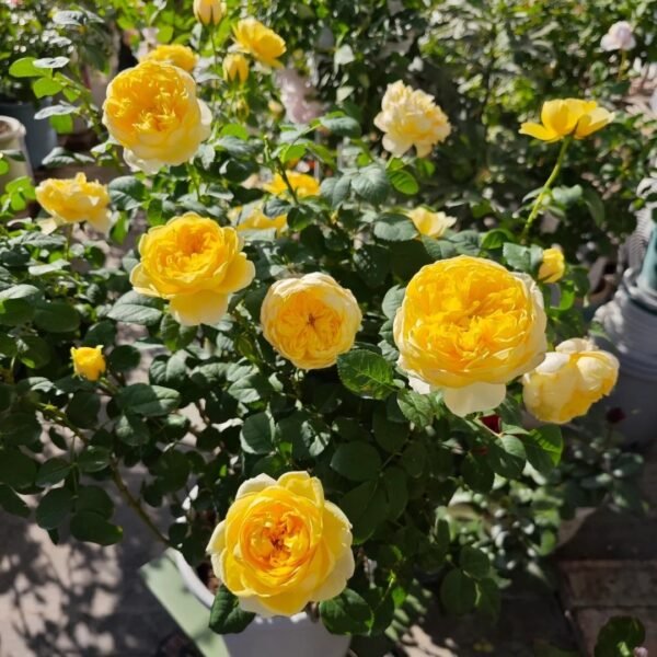 Jeanne d’Arc Rose