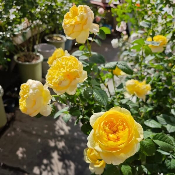 Jeanne d’Arc Rose