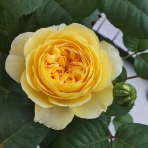 Jeanne d’Arc Rose