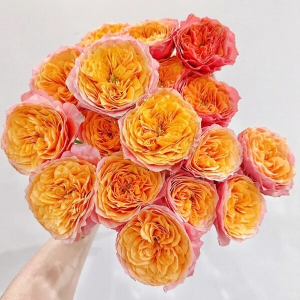 Kensington Garden Rose