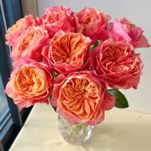 Kensington Garden Rose