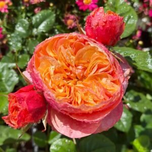 Kensington Garden Rose