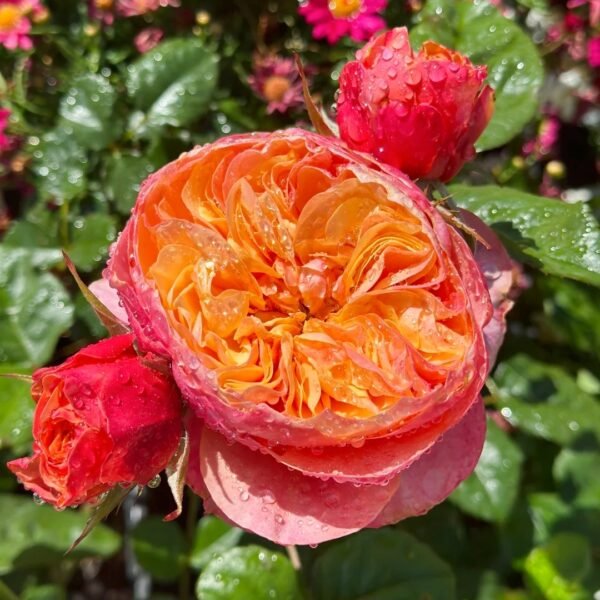 Kensington Garden Rose