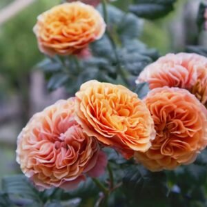 Kensington Garden Rose