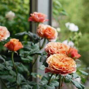 Kensington Garden Rose