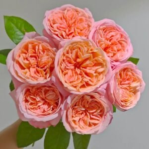 London Eye Rose