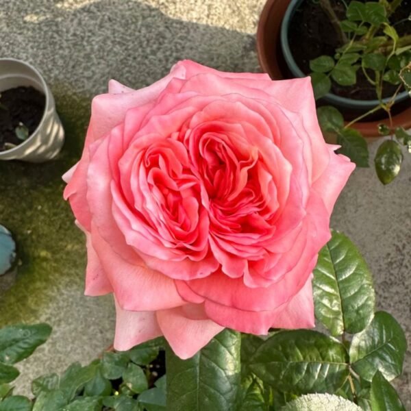 London Eye Rose