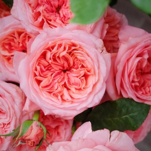 London Eye Rose