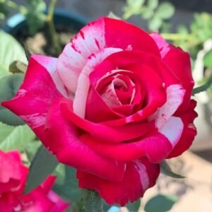 Magic Times Rose