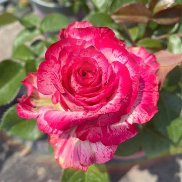 Magic Times Rose2 Magic Times Rose