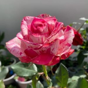 Magic Times Rose