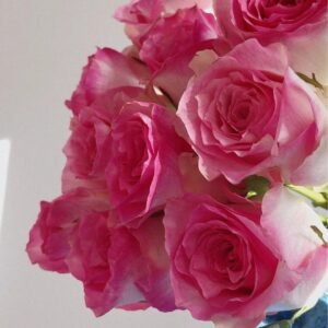 Malibu Rose