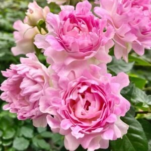 Maria Callas Rose