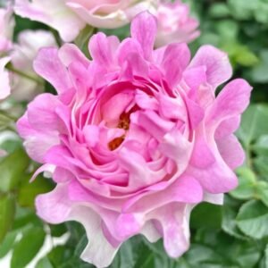Maria Callas Rose