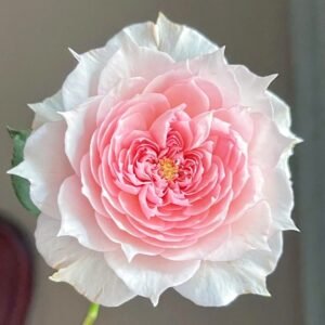 Monique Darve Rose
