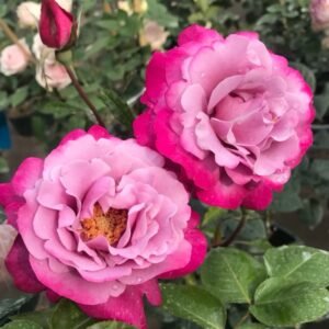 Muriel Robin Rose