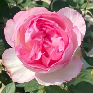 Pink Yves Piaget Rose