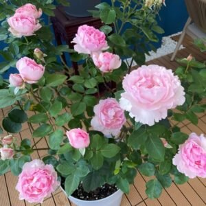 Pink Yves Piaget Rose