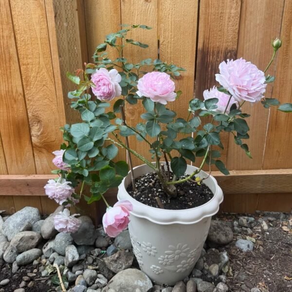 Pink Yves Piaget Rose