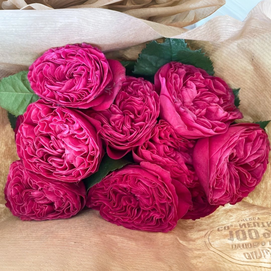 Pink'N Pretty Rose Plant|粉红美丽– bloommyrose.com