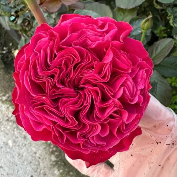 Pink'N Pretty Rose Plant|粉红美丽– bloommyrose.com