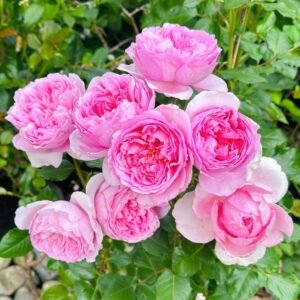 Pompadour Rose