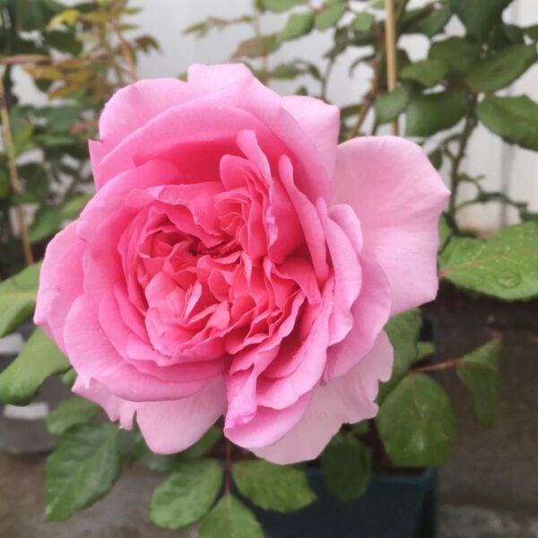 Pompadour Rose
