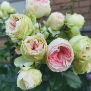 Pompom Verand Rose