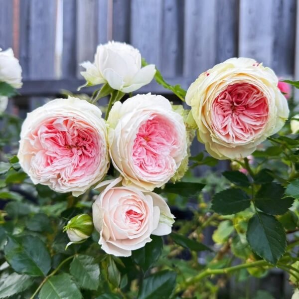 Pompom Verand Rose