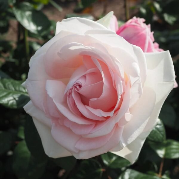 Prince Jardinier Rose