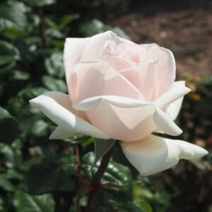 Prince Jardinier Rose
