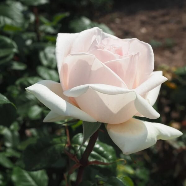Prince Jardinier Rose