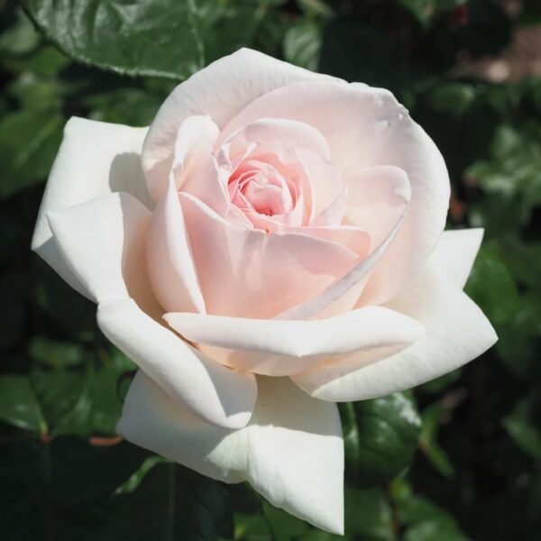 Prince Jardinier Rose