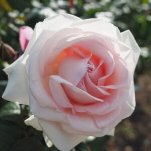 Prince Jardinier Rose