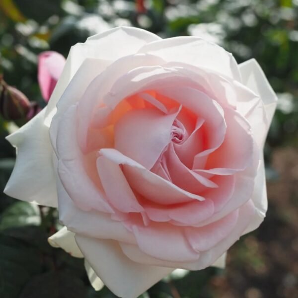Prince Jardinier Rose