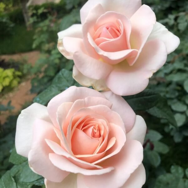 Prince Jardinier Rose