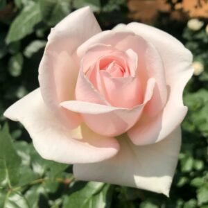 Prince Jardinier Rose