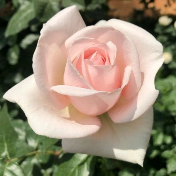 Prince Jardinier Rose