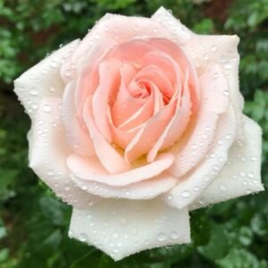 Prince Jardinier Rose