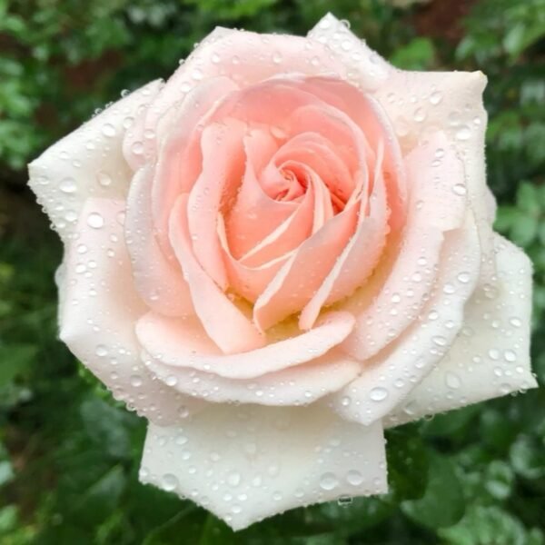Prince Jardinier Rose