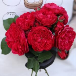 Red Leonardo da Vinci Rose