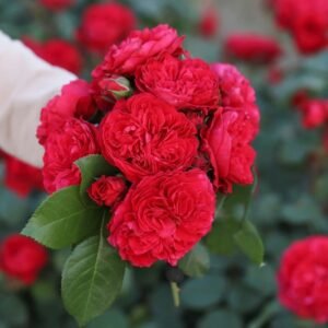 Red Leonardo da Vinci Rose