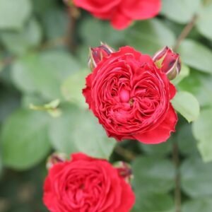 Red Leonardo da Vinci Rose