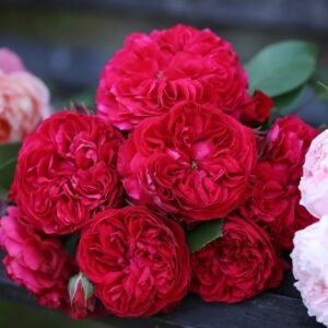Red Leonardo da Vinci Rose