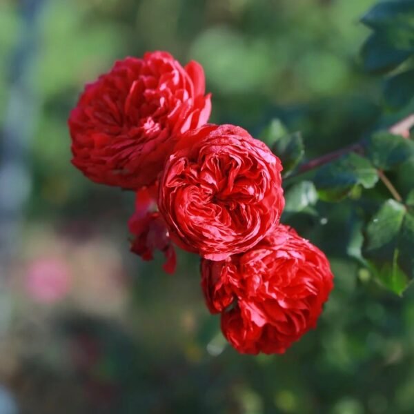 Red Leonardo da Vinci Rose